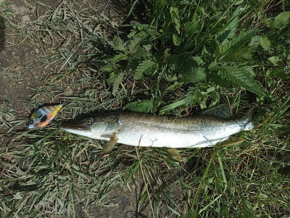 Ръчно изработен джърк модел Bilbo ,цвят /слънчевка/за риболов на щуки