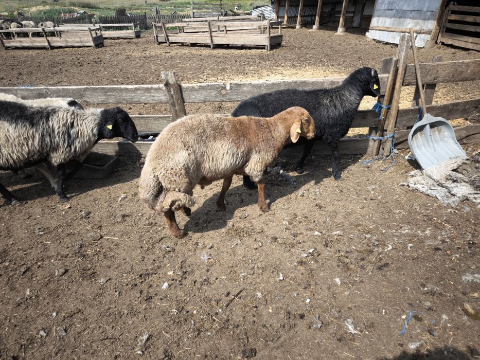 Vând berbeci rasa Karakul cu certificat de origine