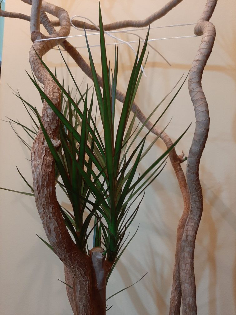 Planta interior - Dracaena marginata, H 185 cm