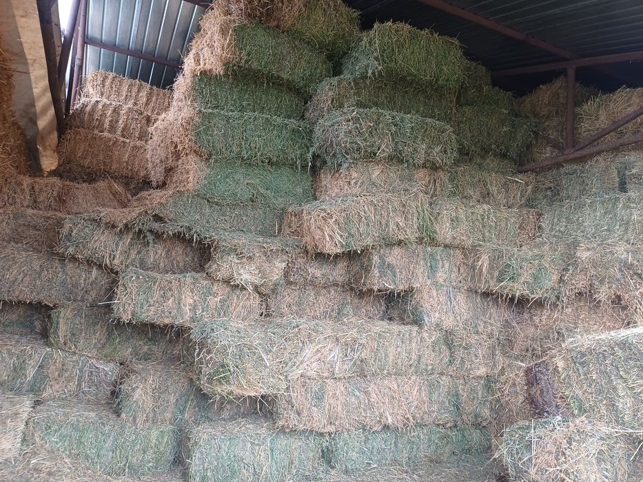 Baloti lucerna/trifoi