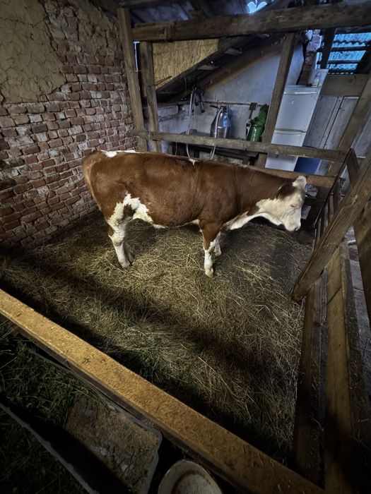 Vand vaca si 2 junici