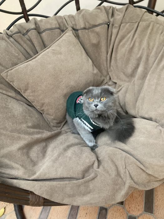 Потерялся кот!помогите найти