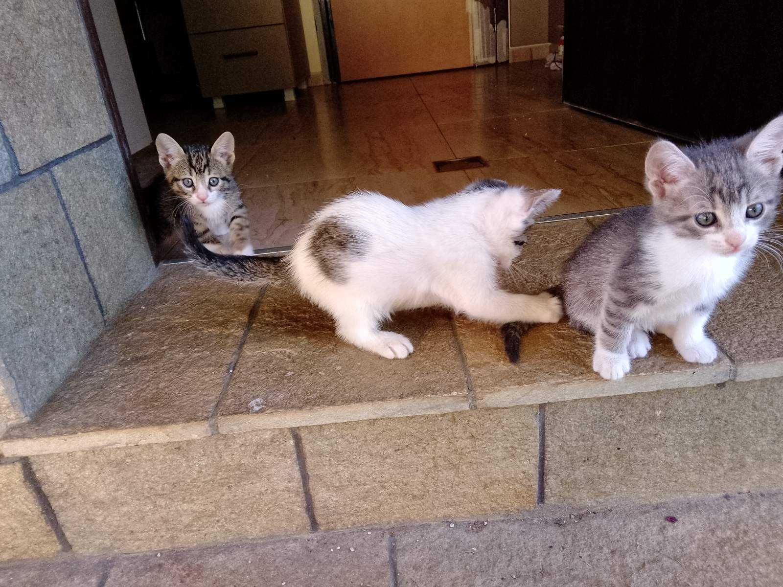 Котета , котенца
