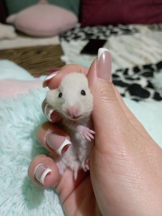 Сирийские Домашние хомячки