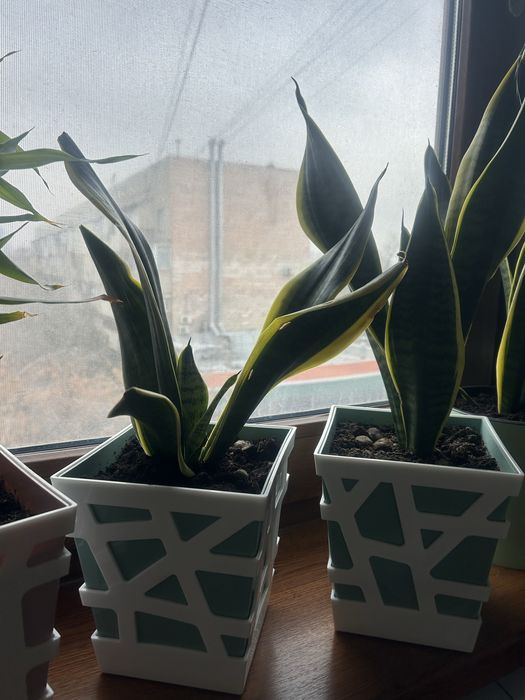 Цветы комнатные сансевиерия