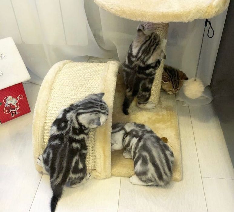 Красивейшие Котятки