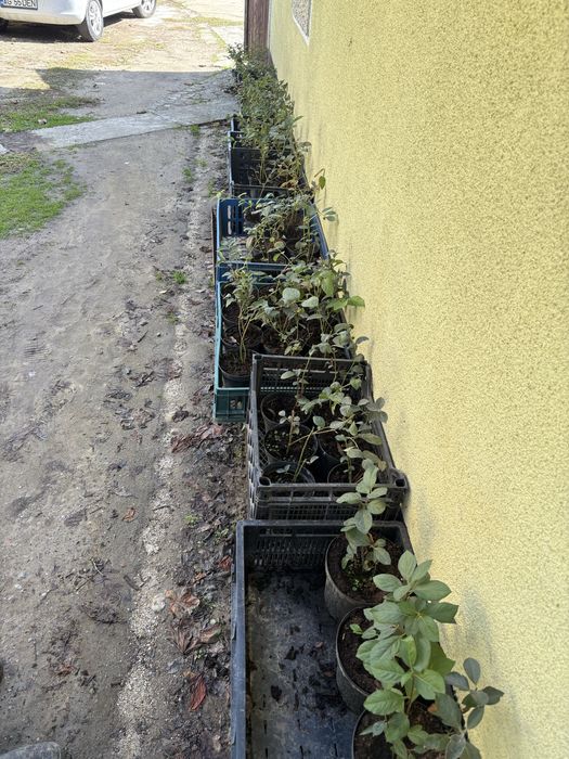 Vand plante de afini si aronie