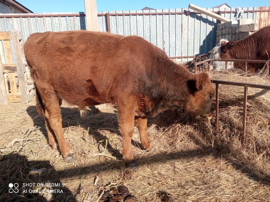 Еркек баспак 220-мын