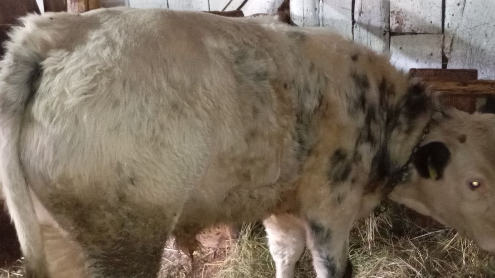 Vând tăuraș de 6 luni