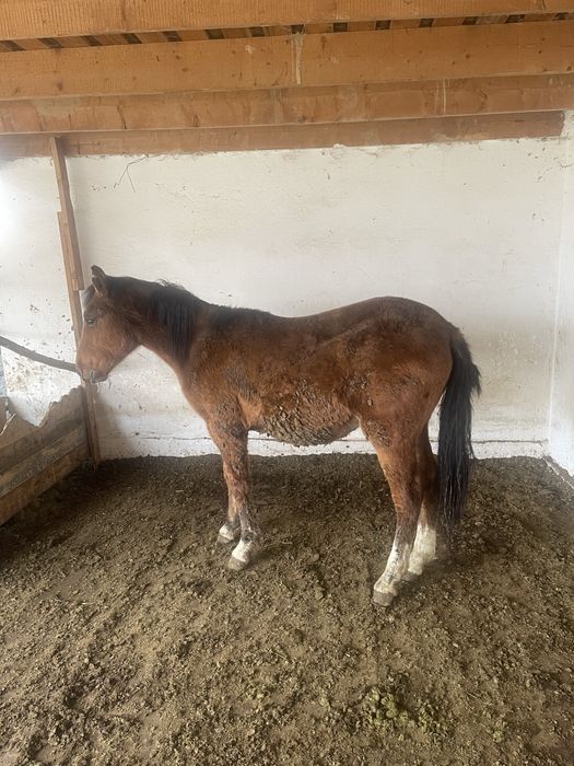 Жеребец, откорм, согым, жылкы, ат.