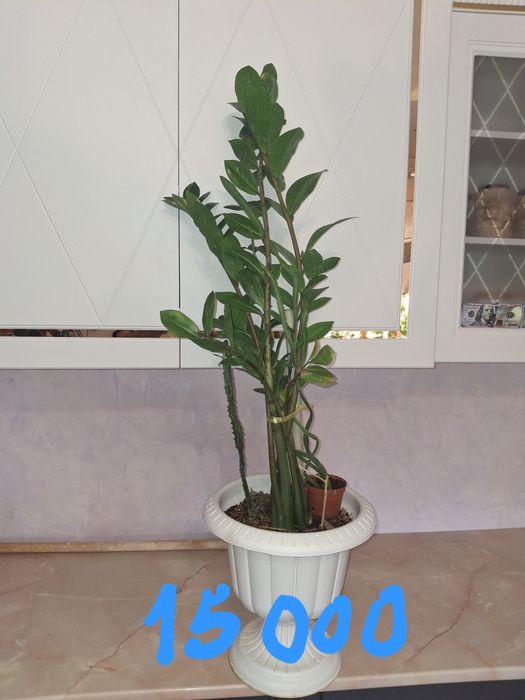 Продаётся комнатные цветы.