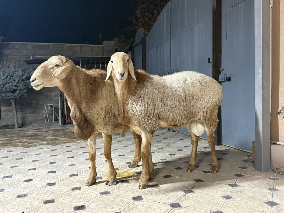 Продам Кочкаров Арашан