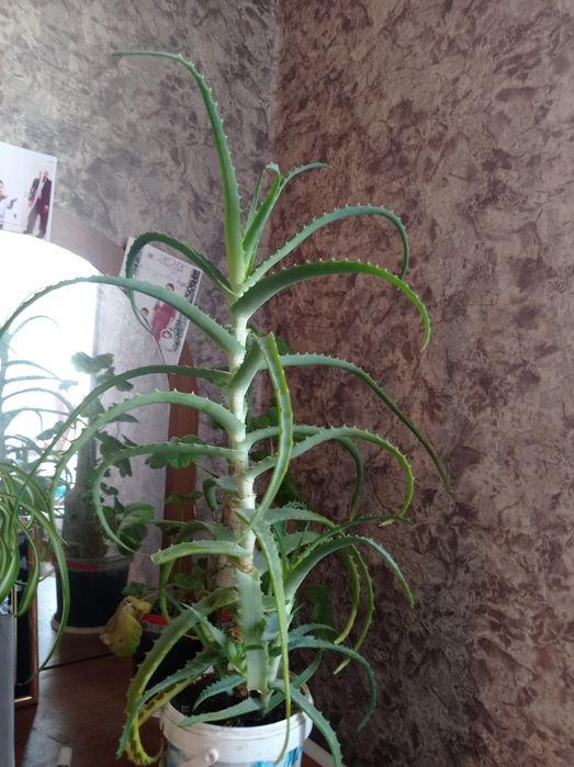 Продам  лечебное алое 3 года