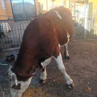 Vaca de vânzare Balțată Româneasca