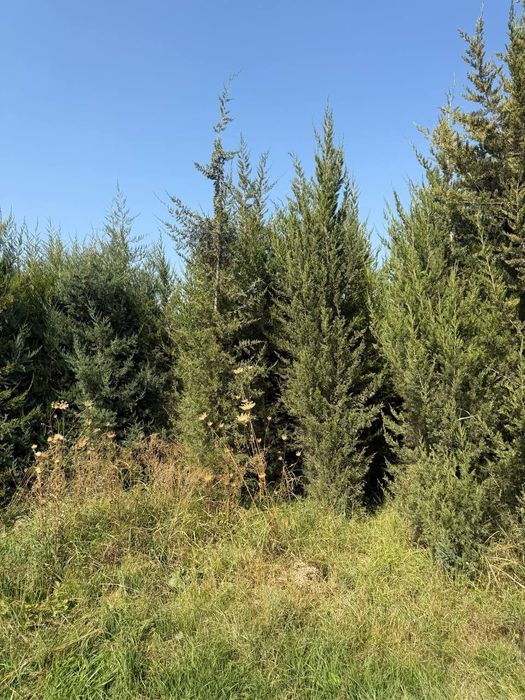 Majjivelnik har xil razmerda