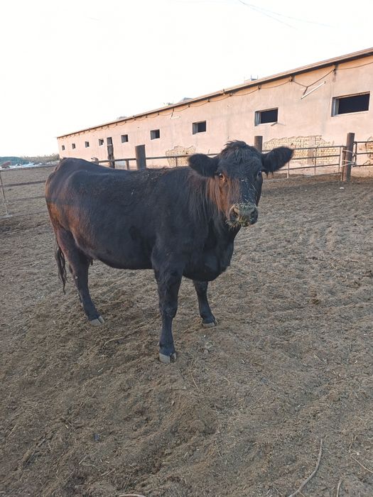 она бола ангус биринчи қорин