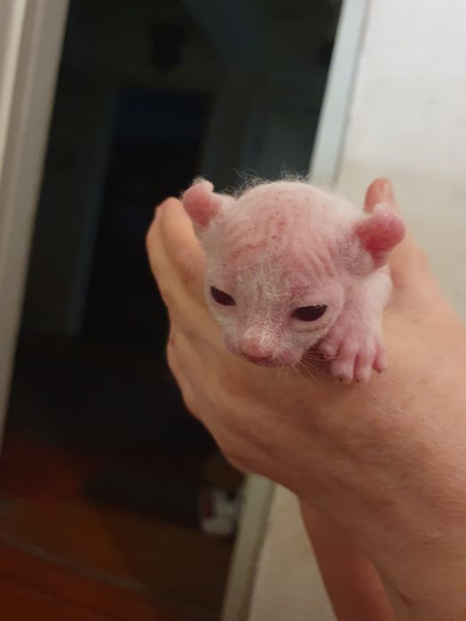 Бронь канадский сфинксиков