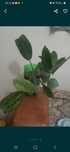 Pachet 2 plante de apartament