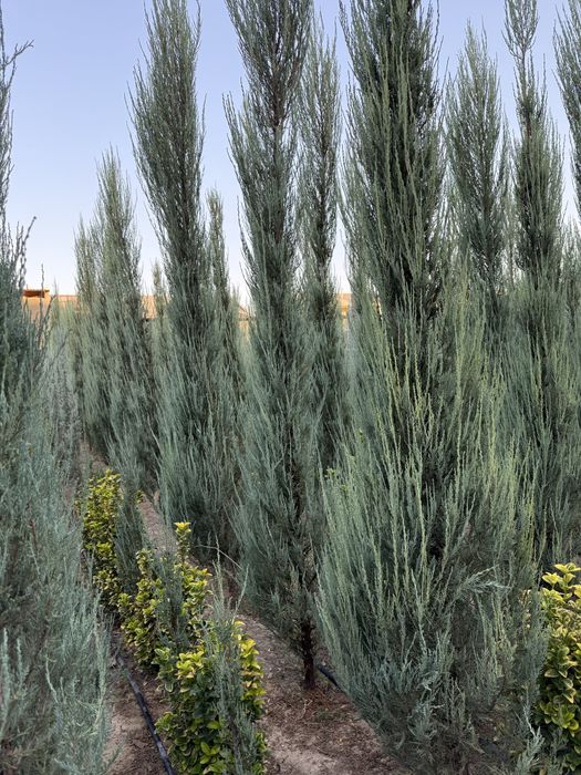 Skayroket majevelnik