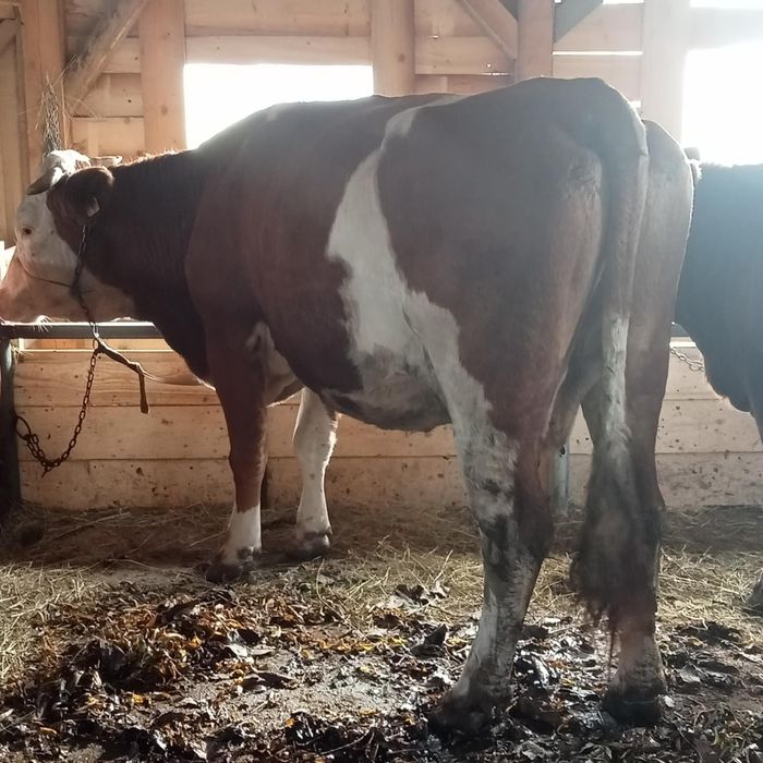 Vînd 2 vaci una la prima fătare și una la a 2 fătare