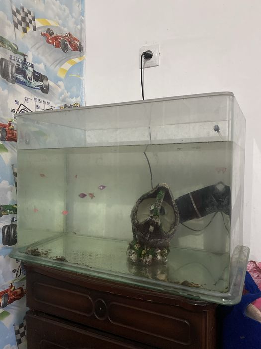 Аквариум сатамын ішіндегі балығымен тастарымен