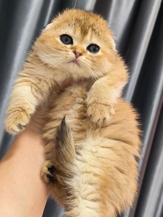 Продаются шикарные котята породы Скоттиш фолд