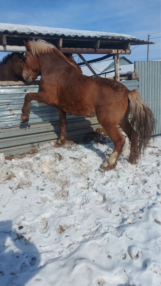 Продам полутяжного жеребца