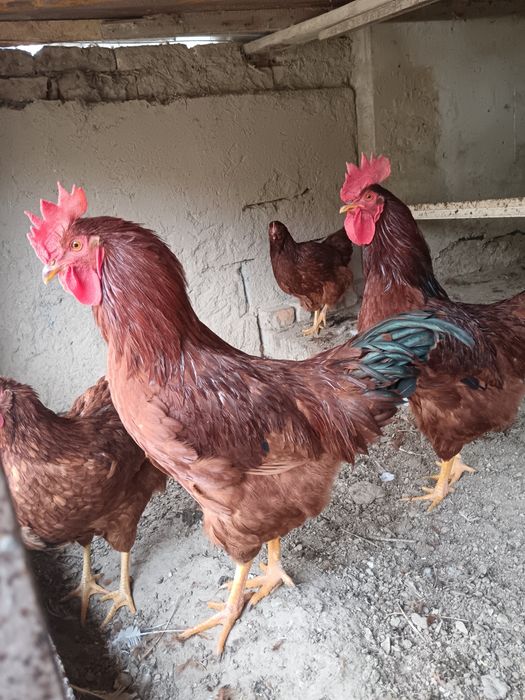 Хан Хяп кареский паронда хурозлари сотилади