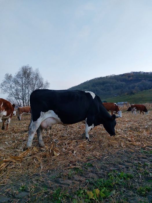 Vand vaca buna de lapte baltata cu negru