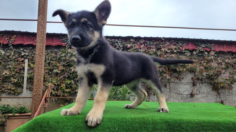 Ciobanesc  Est-european  femela.