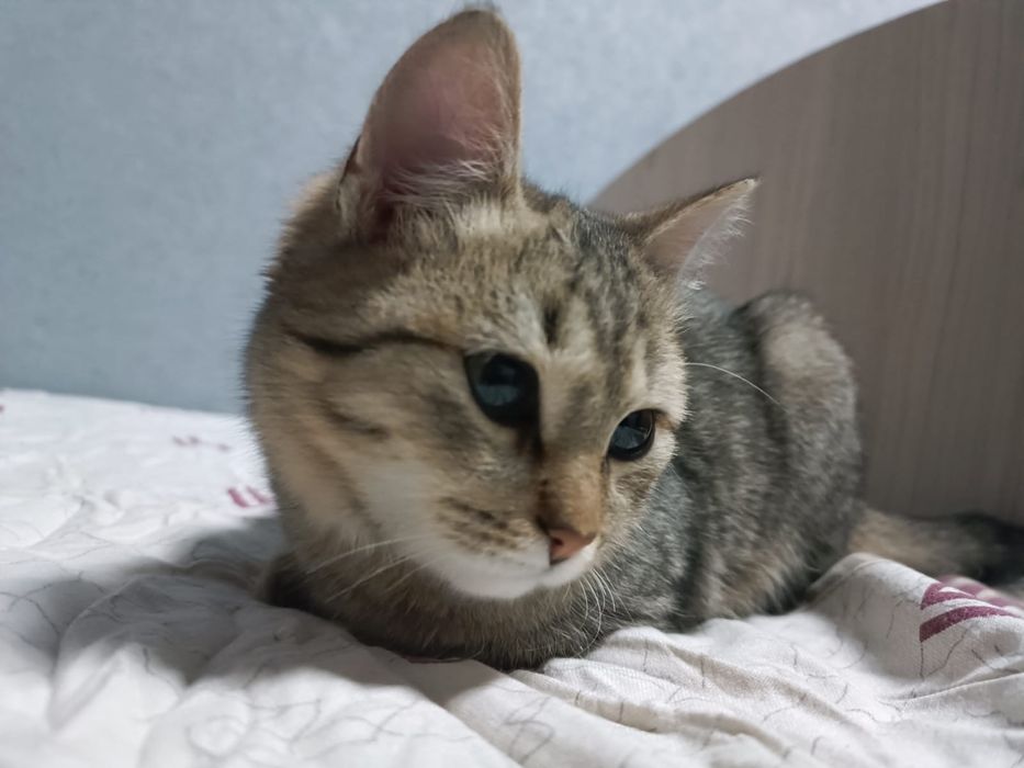 Отдам котёнка, к лотку приучен. Ест все