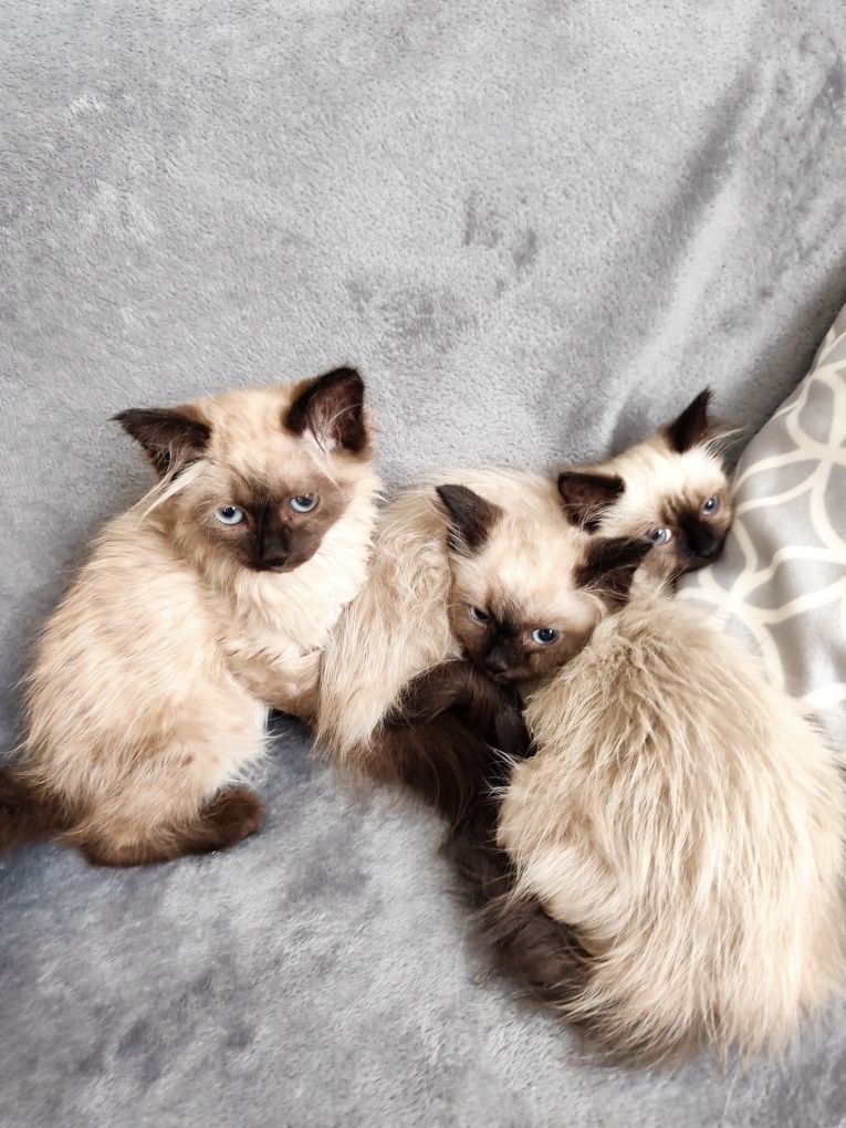 Котета Регдол / Ragdoll