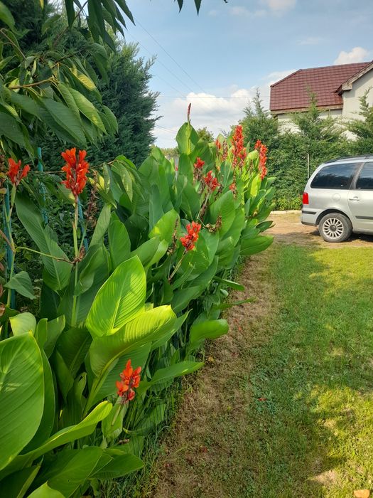 Super oferta! Vand rizomi ( bulbi ) de canna indice, aclimatizati