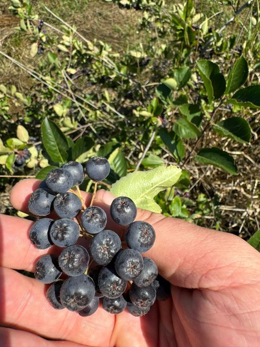 Aronia fructe de vanzare