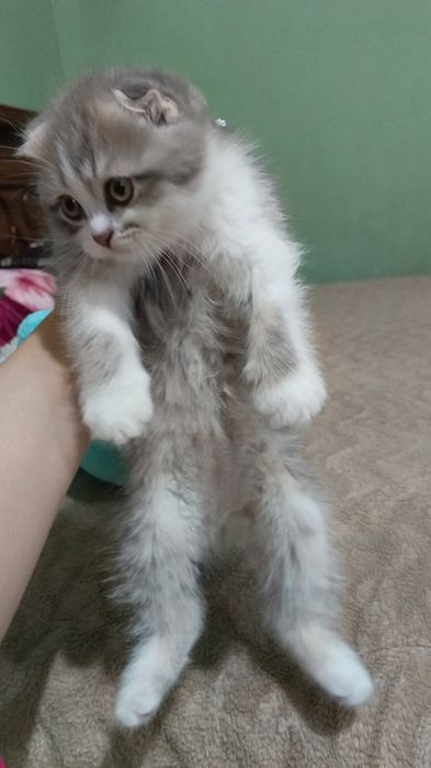 Mushuk bolalari sotiladi