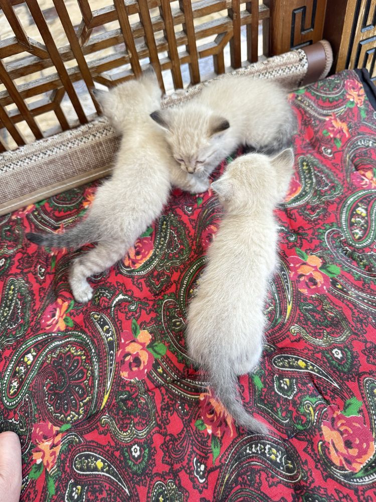 Продам котята парода сиамский шиншыла