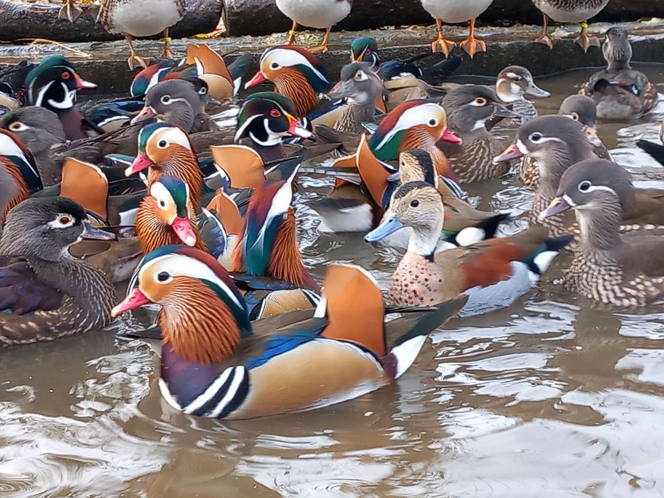 Rate Mandarin, Carolina, Micul Atlantic