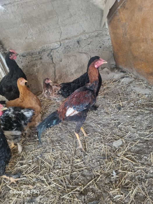 Brama jo'jalar sotiladi