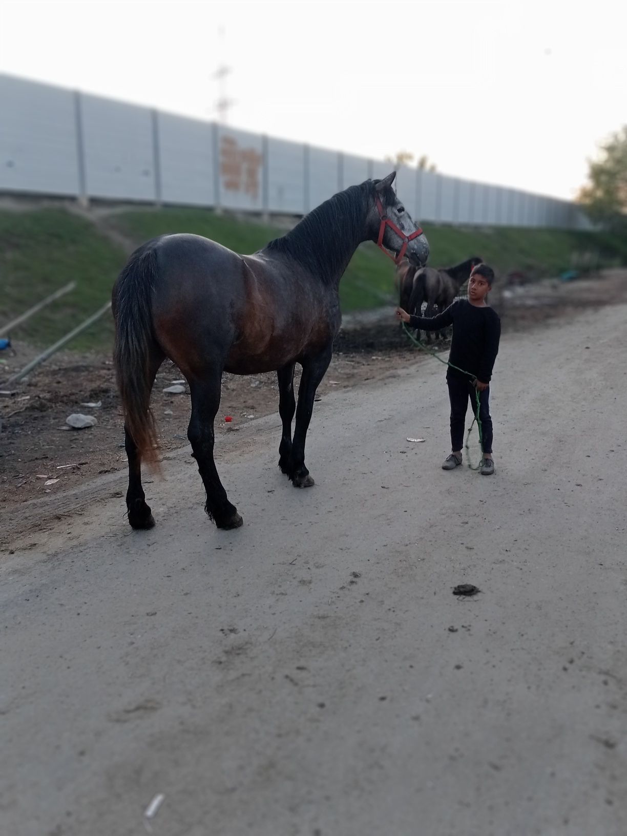 Vând o iapă sură de patru ani