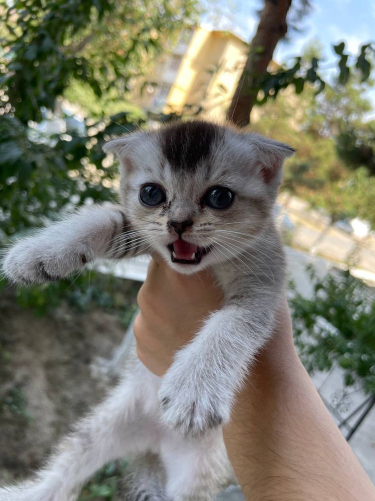 Продаются котята Скотиш