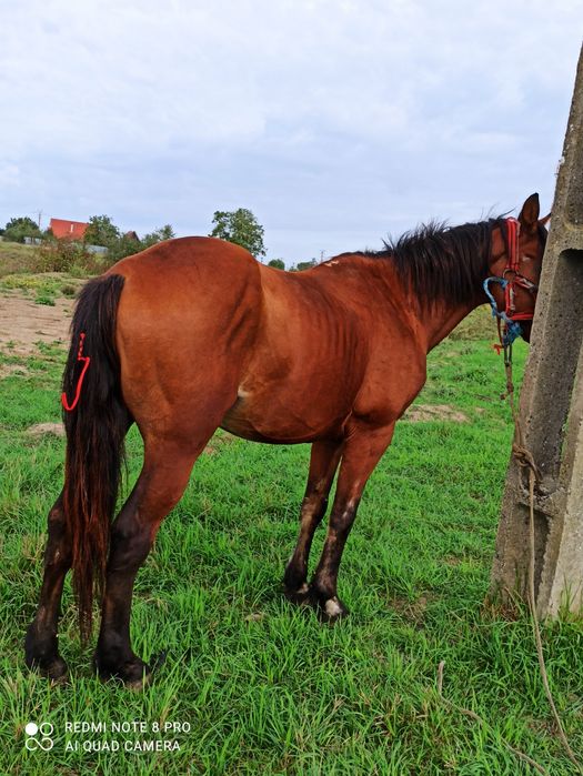 De vânzare cal de șapte ani buni la căruță fac și schimburi mai multe