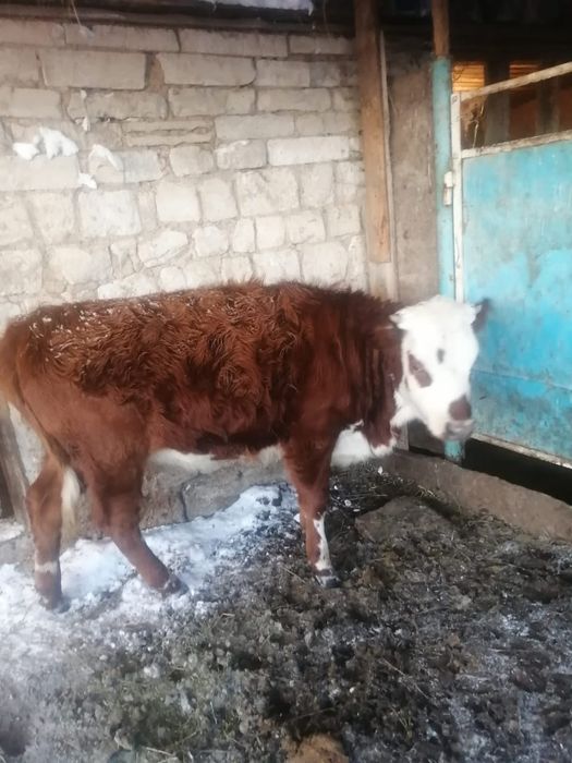 Продаеться телка