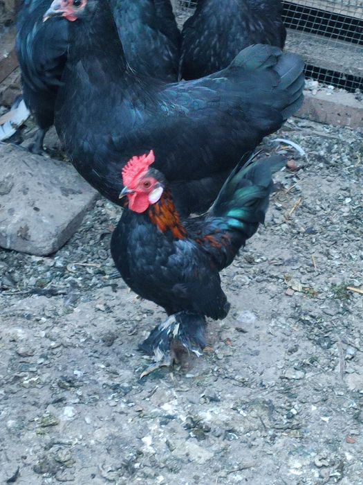 Vând doi cocoși rasa pitică