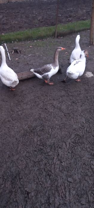 Vând gâscani de anul asta