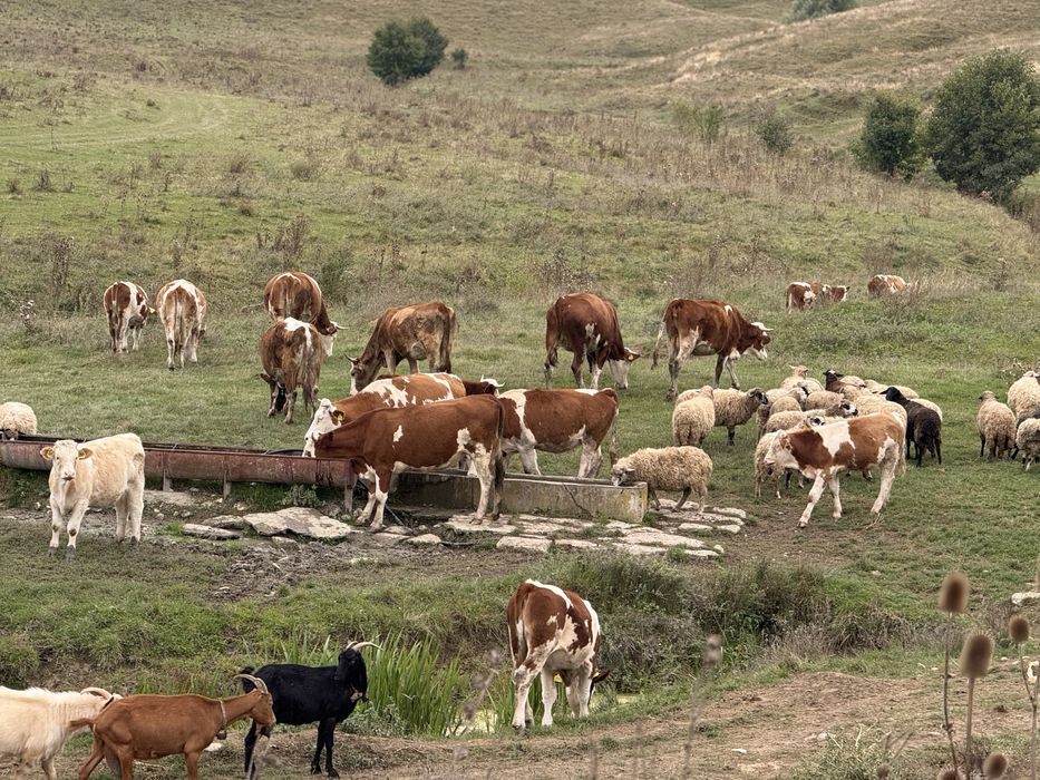 Baltata Romaneasca