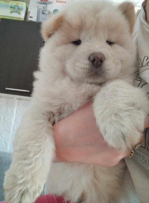 Băiețel Chow Chow