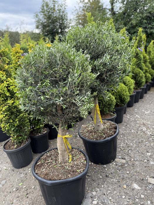 Oleea europa ( maslini secular ) bonsai si classic