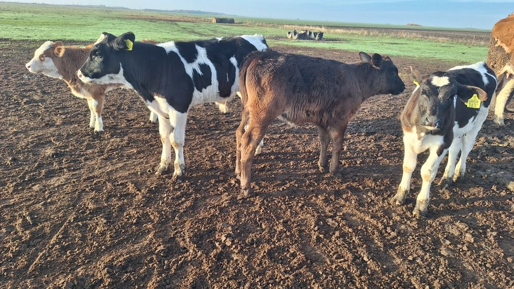 Vand viței frumoși