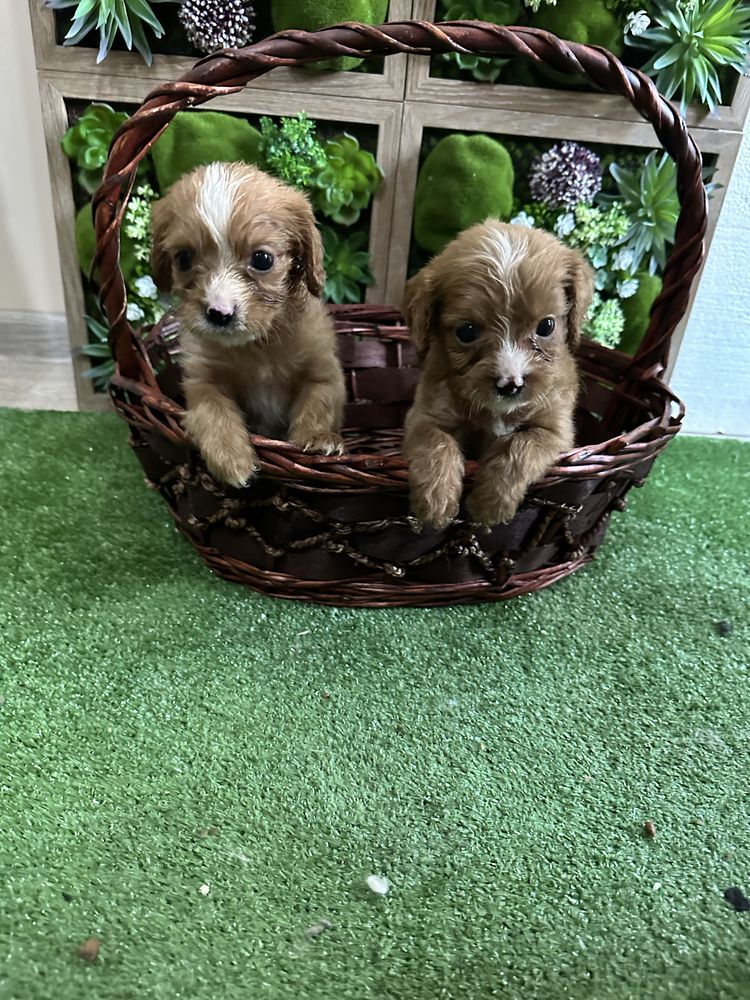 Кавапу/Cavapoo.