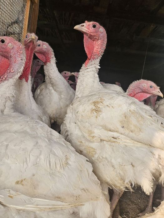 G'ulg'uli sotiladi kilosi 65000 ming sumdan sotiladi